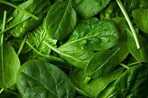 Graines d'épinards sans OGM - Légumes bio