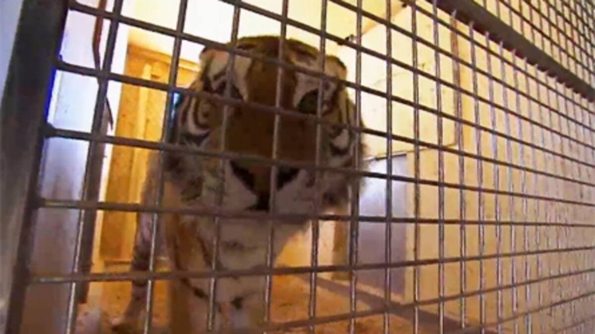 CAPTURE D'ÉCRAN / TVA NOUVELLES / AGENCE QMI