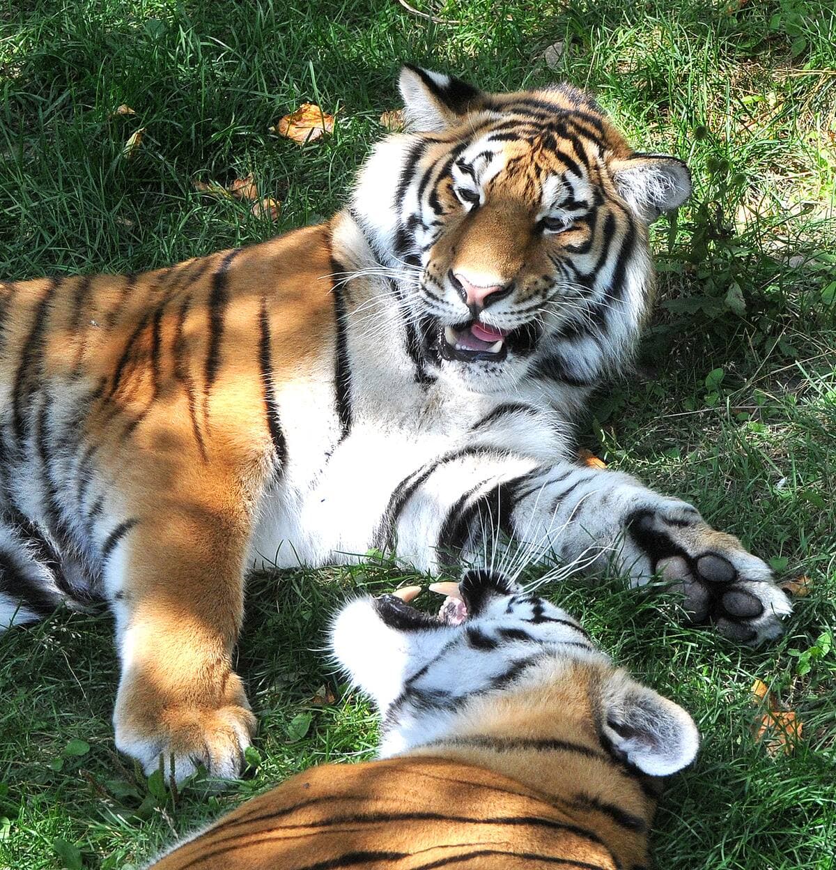 Photo d'archives, ROGER GAGNON