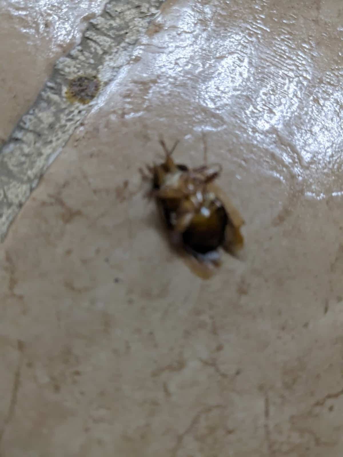 PHOTO COURTOISIE Karl Noory et Louciné Solakian