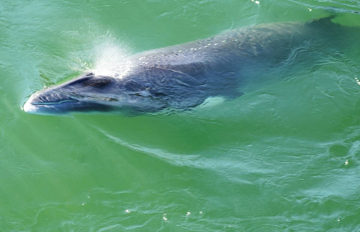 Le petit rorqual qui est à Montréal depuis quelques jours.