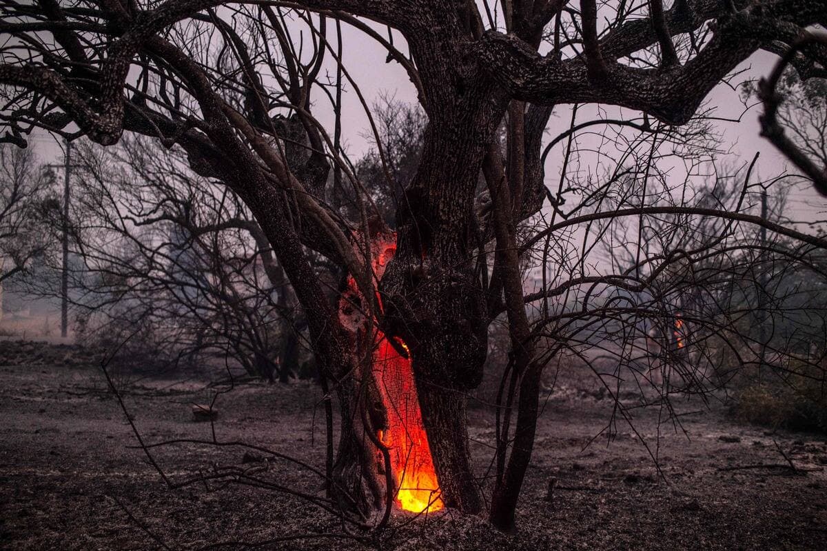 Un arbre brûlant sur l'île d'Eubée.