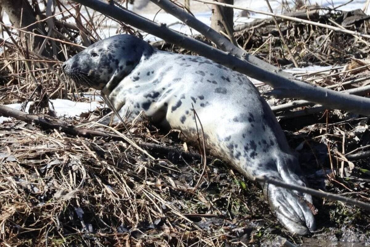 Le phoque gris a été aperçu à plusieurs reprises dans le secteur du Vieux-Limoilou, aux abords de la rivière Saint-Charles, dans la dernière semaine.

Photo: Jean-François Marcoux
Déposée le 15 avril 2025