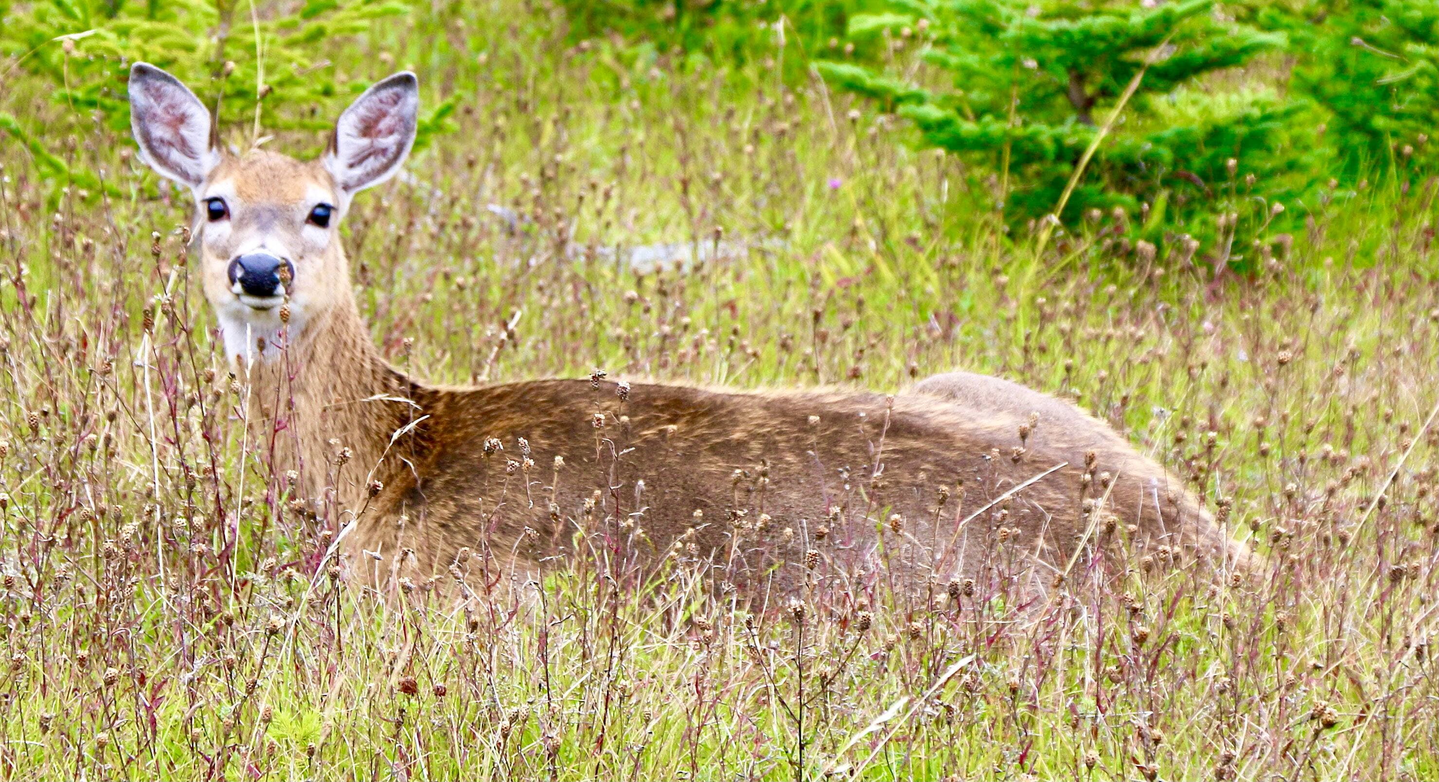 La population de chevreuils se porte très bien sur l’ensemble du territoire québécois. Les hivers plus cléments et le suivi rigoureux des populations sont les deux facteurs déterminants qui expliquent l’abondance que les chasseurs connaissent.