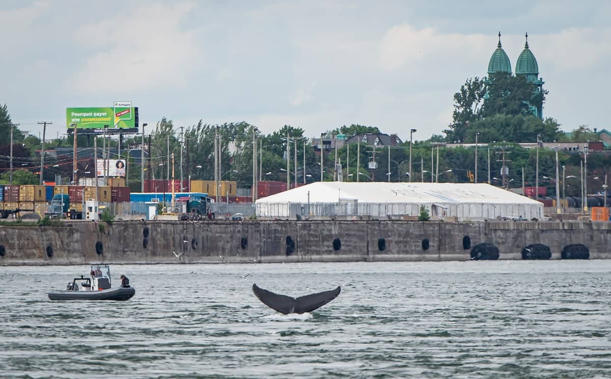 Photo d'archives, Agence QMI (Joël Lemay)