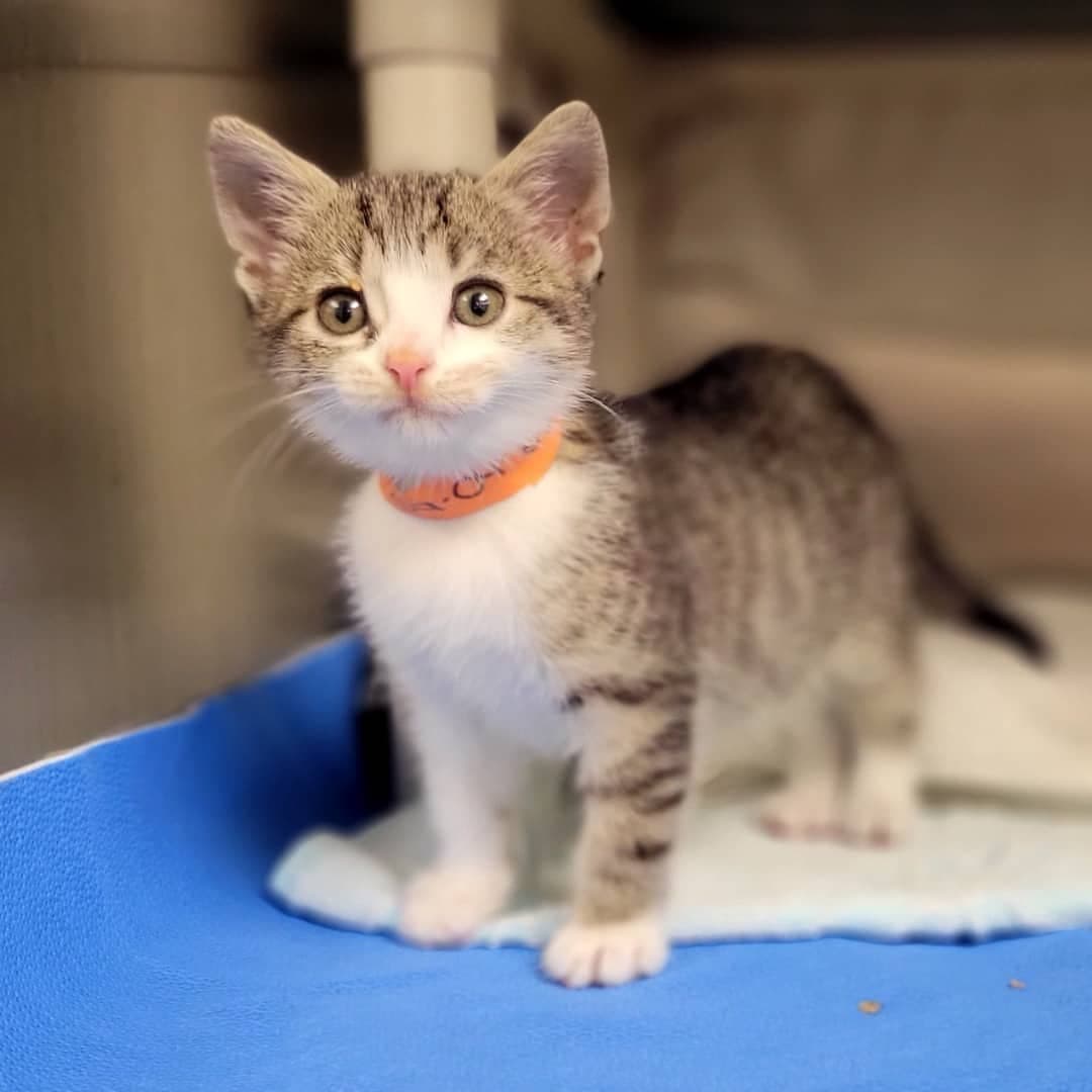 SPCA de Montréal / Facebook