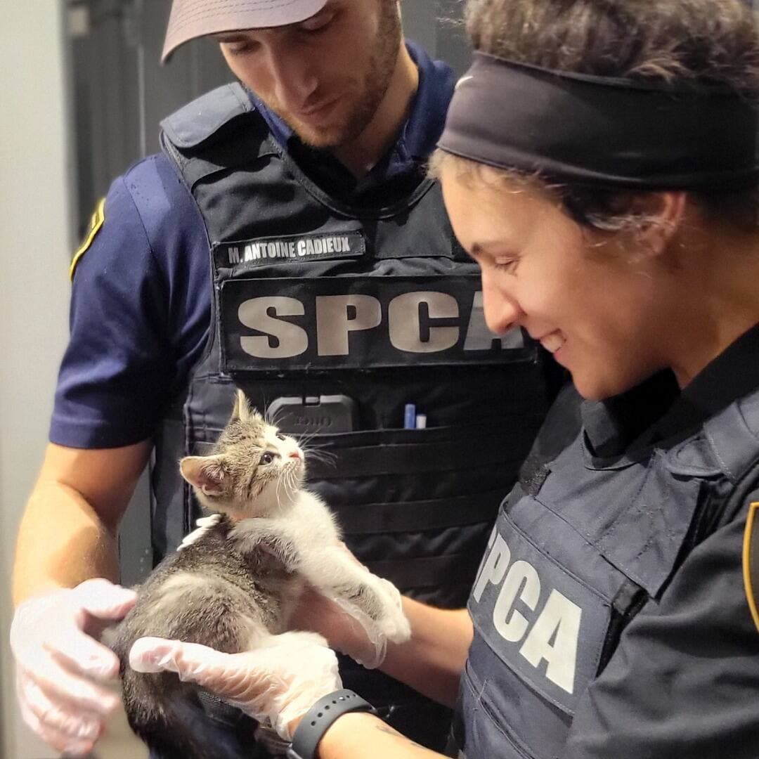 Des agents de la SPCA s’occupent du chaton après l’avoir secouru.