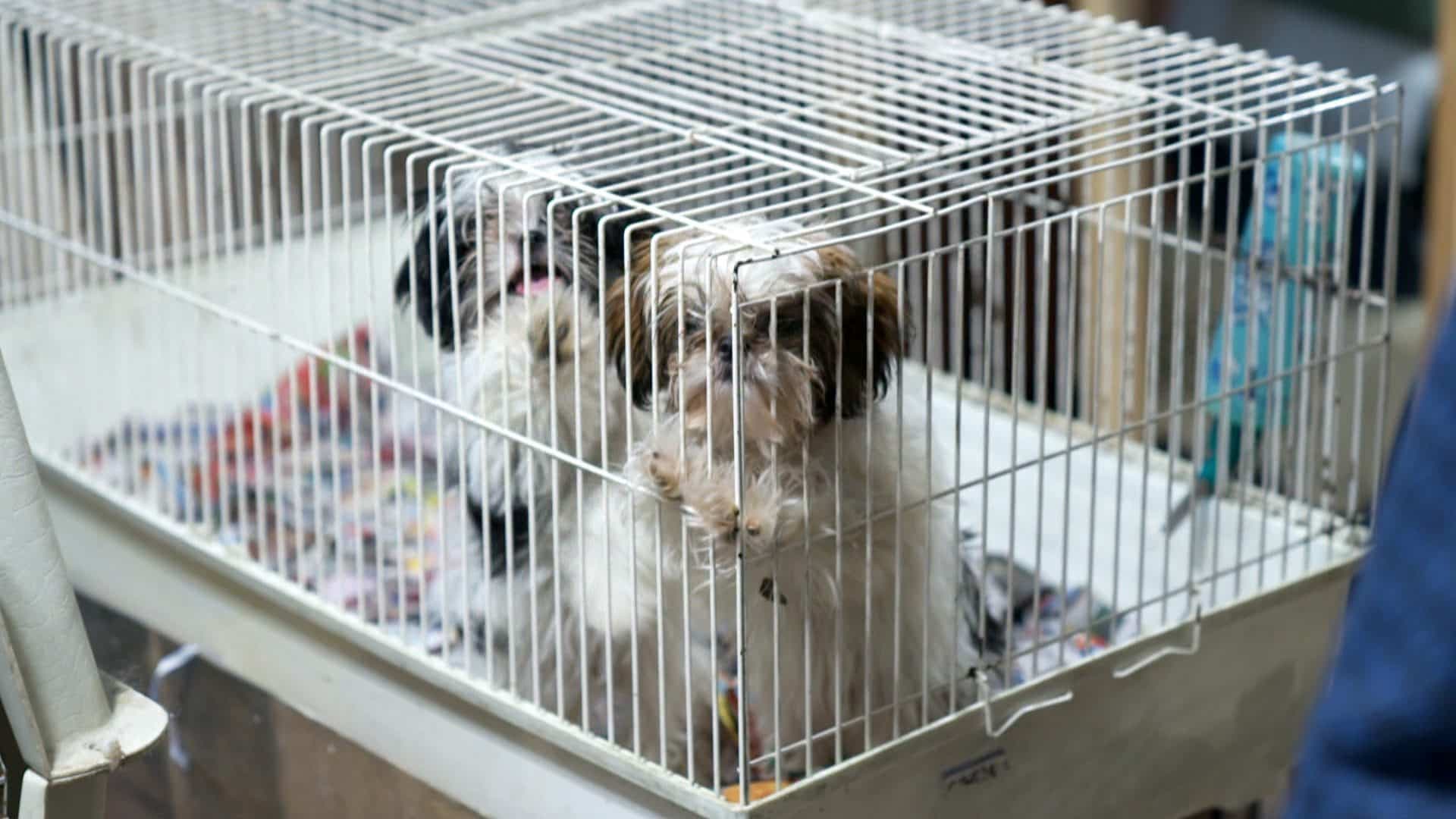 Capture d'écran, J.E