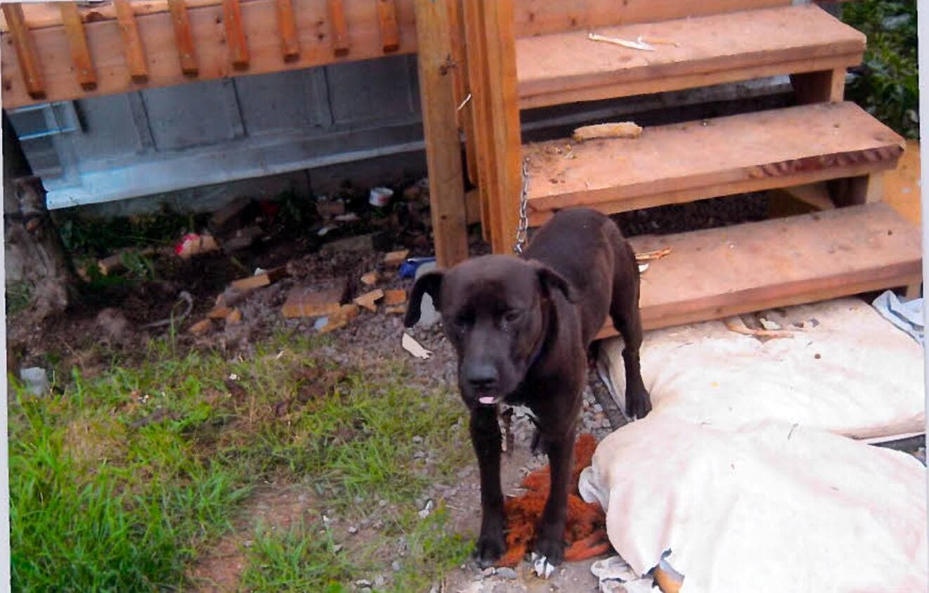 La laisse du labrador croisé de Mélanie Sarrazin était trop courte, et le chien laissé à l’extérieur n’avait pas l’eau et la nourriture dont il avait besoin.