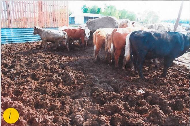 Les vaches de l’éleveur Léo Raby étaient gardées dans des conditions insalubres.