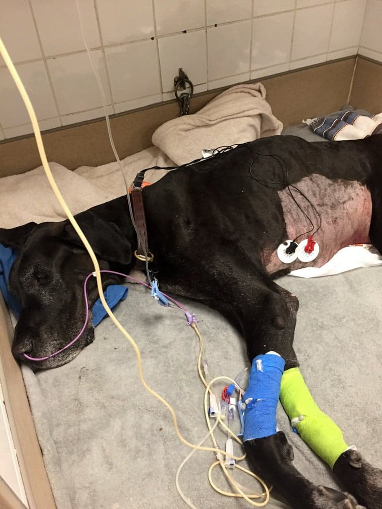 Virus, un Dogue Allemand (Grand danois) photographié par son maître, l'avocat spécialiste en droit animalier Bernard T. Raymond, après son opération.