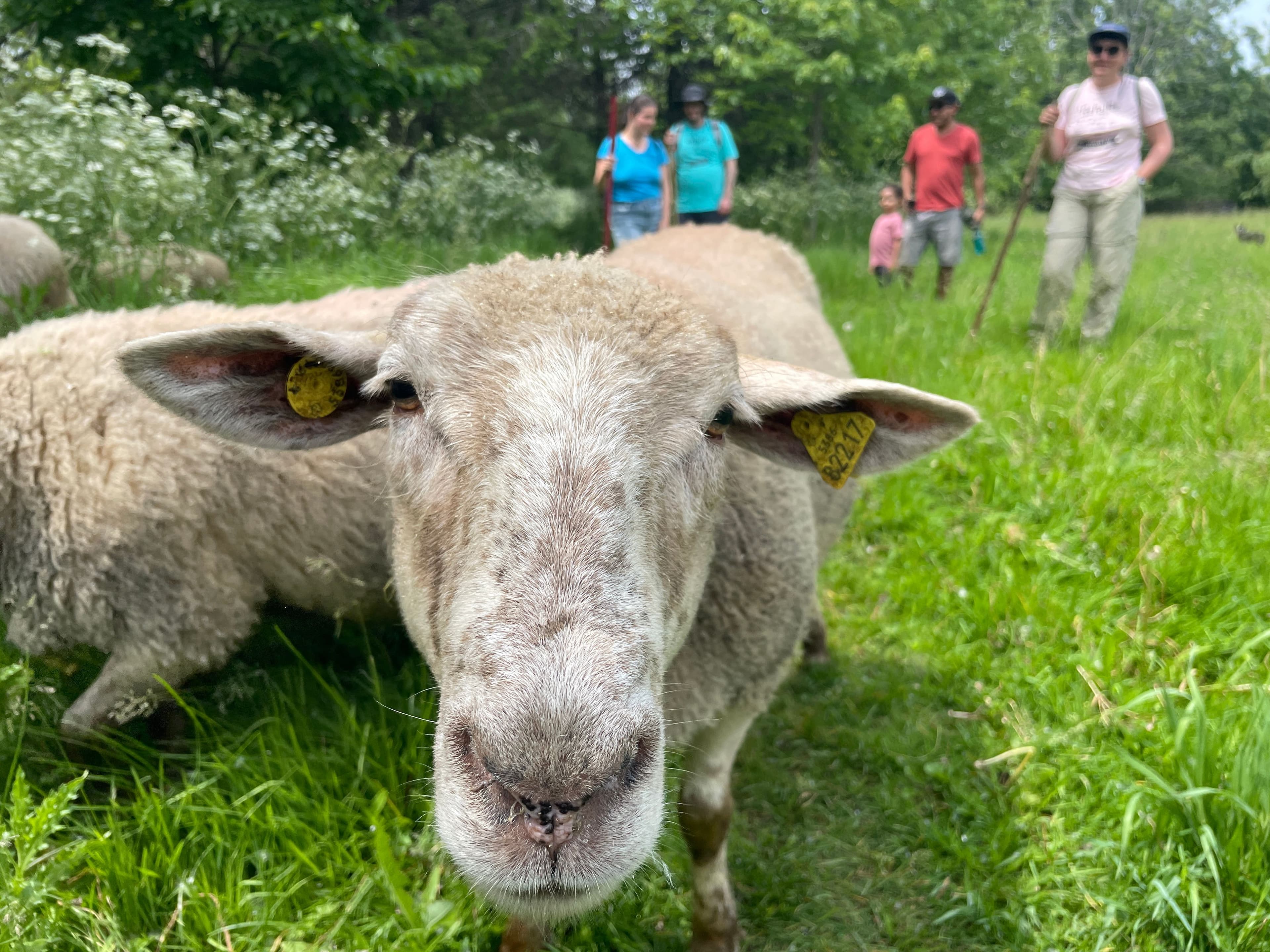 Le repaire de Biquette est le nom de l'organisme qui s'occupe d'un troupeau de 17 moutons en liberté dans le parc Maisonneuve, à Montréal. Photo:  Mathieu-Robert Sauvé