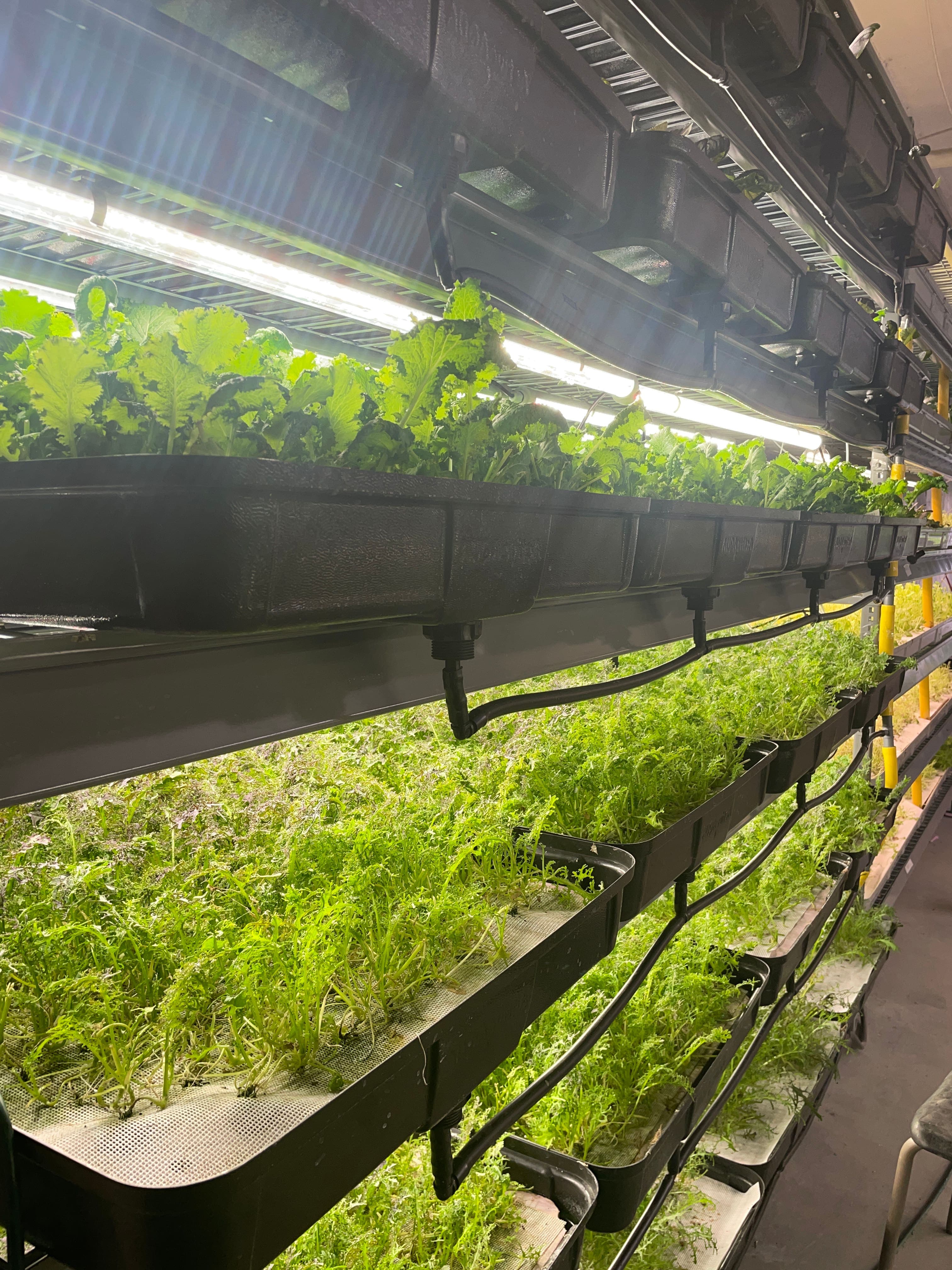 À la Centrale agricole, on produit des denrées fraîches à l'année, grâce aux serres éclairées par l'électricité "verte". Photo: Mathieu-Robert Sauvé