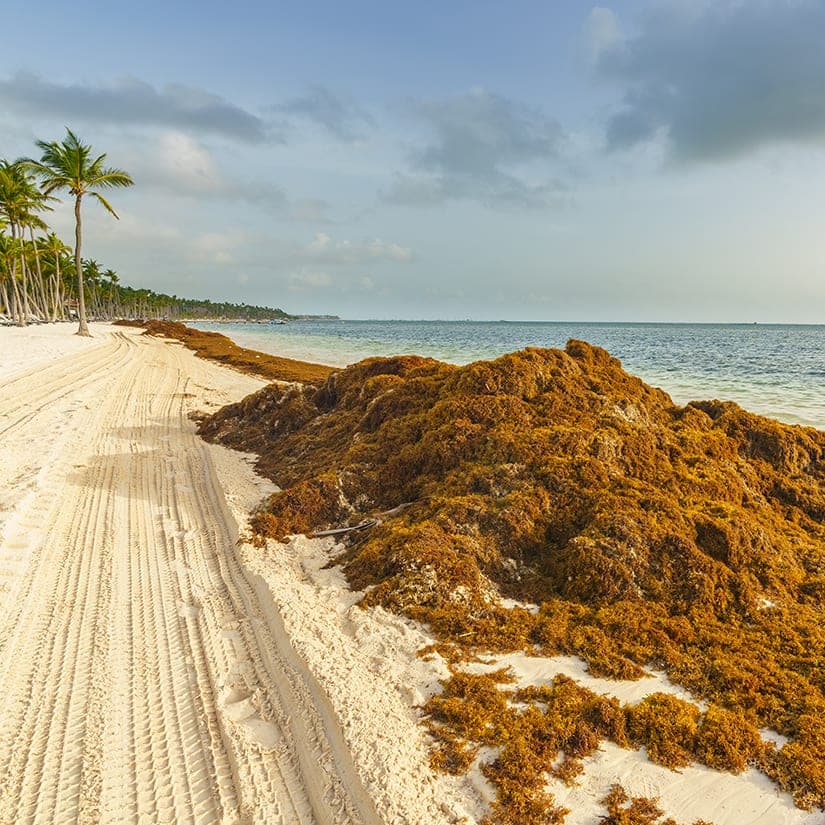 Algues brunes: vigilance dans le Sud