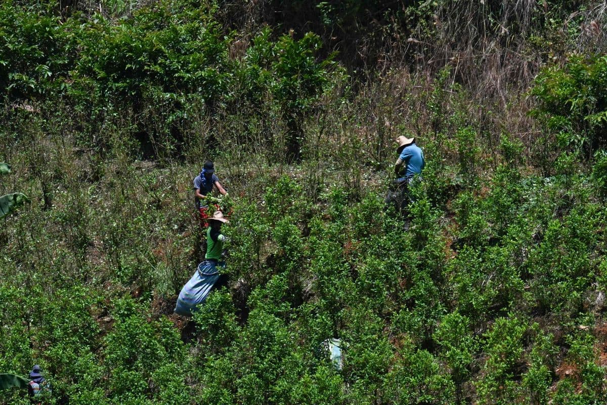 Des hommes travaillent dans une plantation de coca dans la vallée du Micay (Canon del Micay), près d'El Plateado, dans le département du Cauca, en Colombie, le 8 mars 2025. Des navires et des avions américains traquent les trafiquants de drogue et commettent des attaques meurtrières dans les Caraïbes et le Pacifique. Mais cette offensive militaire n'a aucun impact réel sur les tonnes de drogue qui quittent habituellement la Colombie chaque jour, selon des experts et des sources consultées par l'AFP.