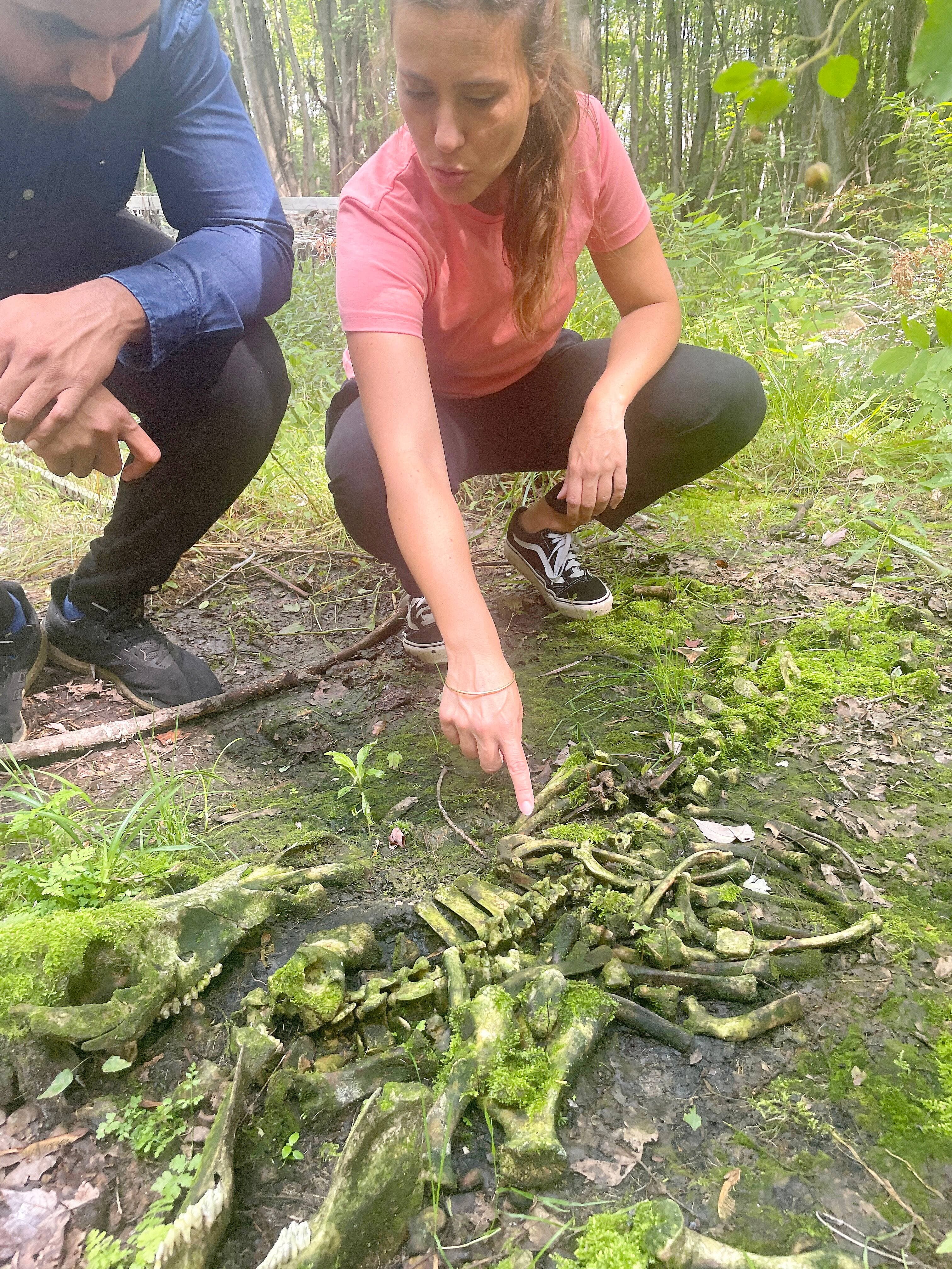 Agathe Ribéreau-Gayon et Darshil Patel observent un squelette de porc en décomposition aux abords du laboratoire à ciel ouvert de l'UQTR à Bécancour.