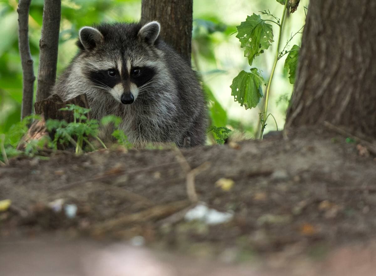 Une famille de ratons laveurs a récemment perturbé la chaine de montage à l'usine d'Airbus.