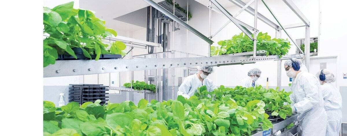 Production de vaccin à partir d'une plateforme de plantes chez Medicago, à Québec, dans la lutte contre la COVID-19