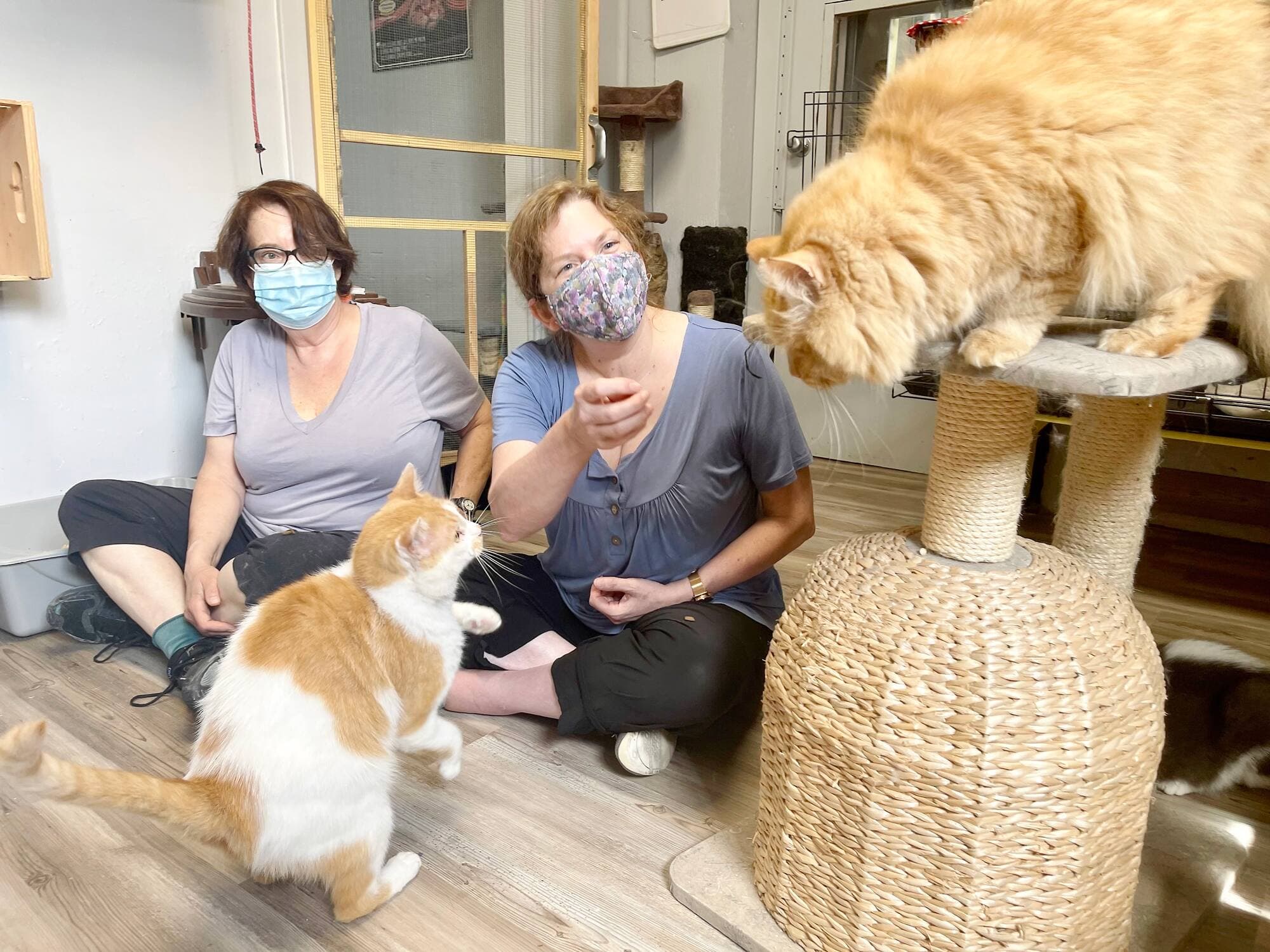 Sylvie Boissé et Lise Côté me montrent comment elles interagissent avec des chats mésadaptés socioaffectifs afin de les civiliser suffisamment pour l’adoption.