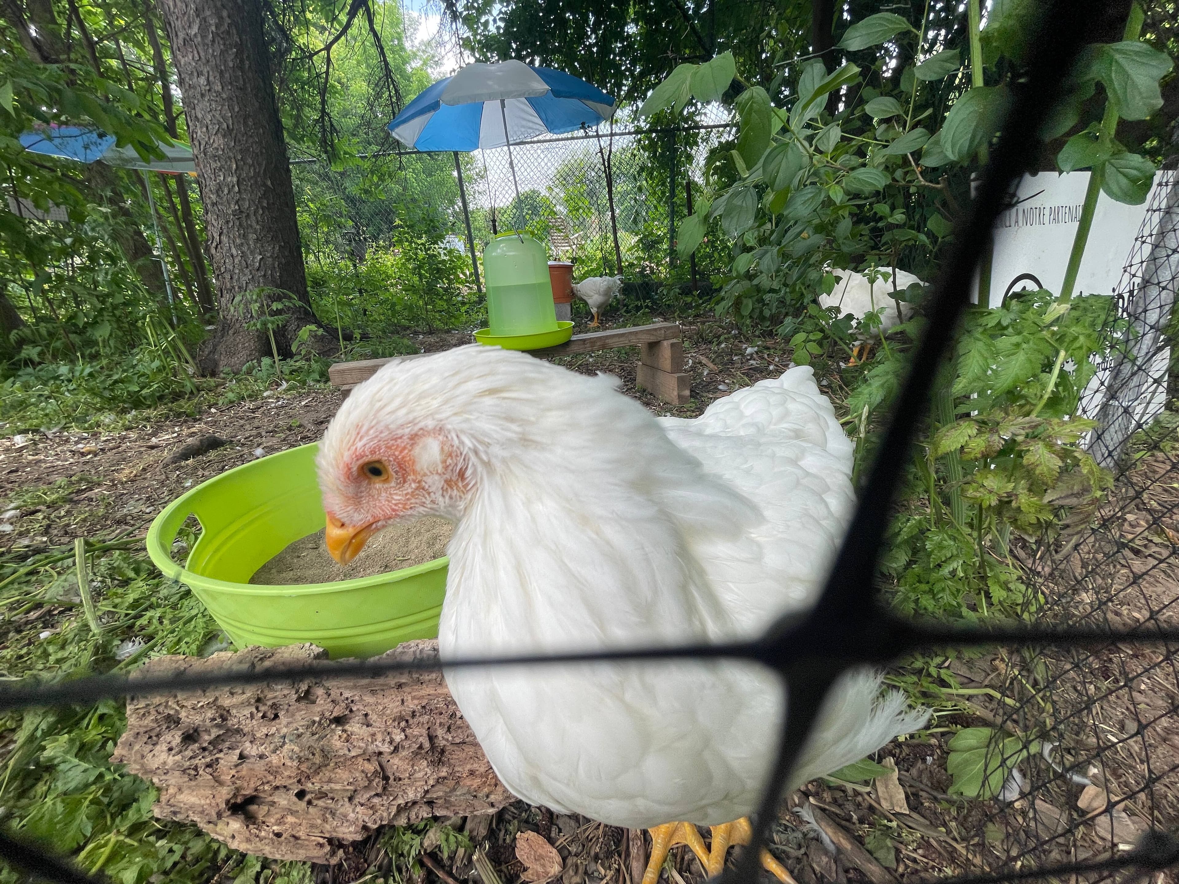 Des poules Chanteclerc, une espèce patrimoniale, sont élevées au parc Maisonneuve. Photo Mathieu-Robert Sauvé