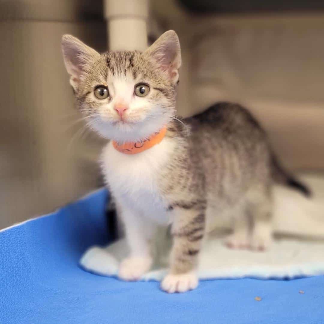 Facebook SPCA de Montréal