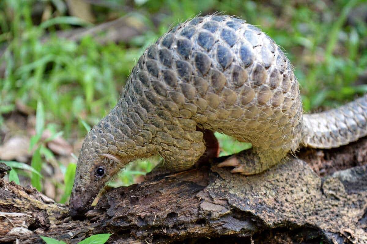 Au début de l’épidémie de COVID-19, le pangolin est désigné par des chercheurs chinois comme «possible hôte intermédiaire» au vu de la proximité des séquences génétiques du Sars-CoV-2 et d’un coronavirus infectant l’animal.