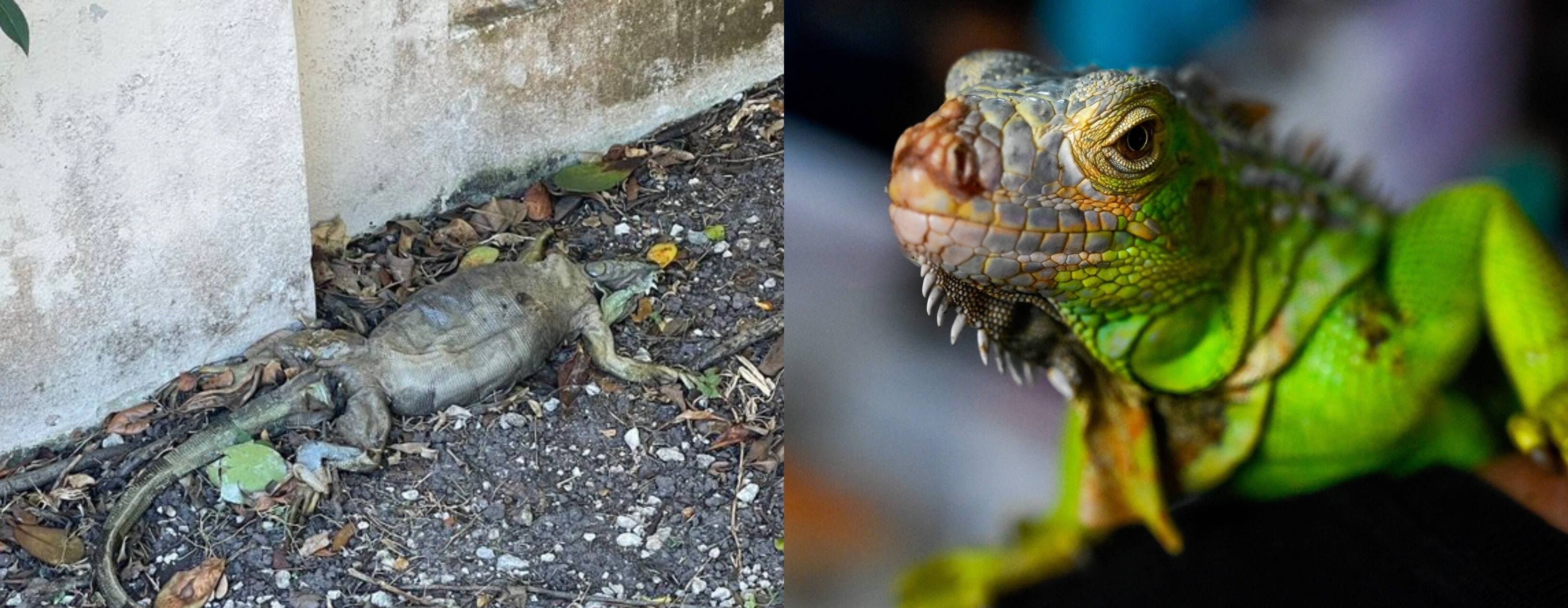 PHOTO Twitter et AFP