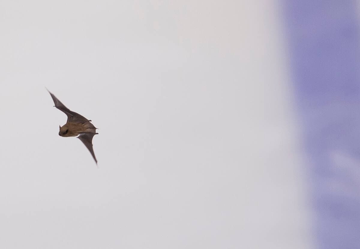 PIERRE-PAUL POULIN/LE JOURNAL DE MONTRÉAL/AGENCE QMI