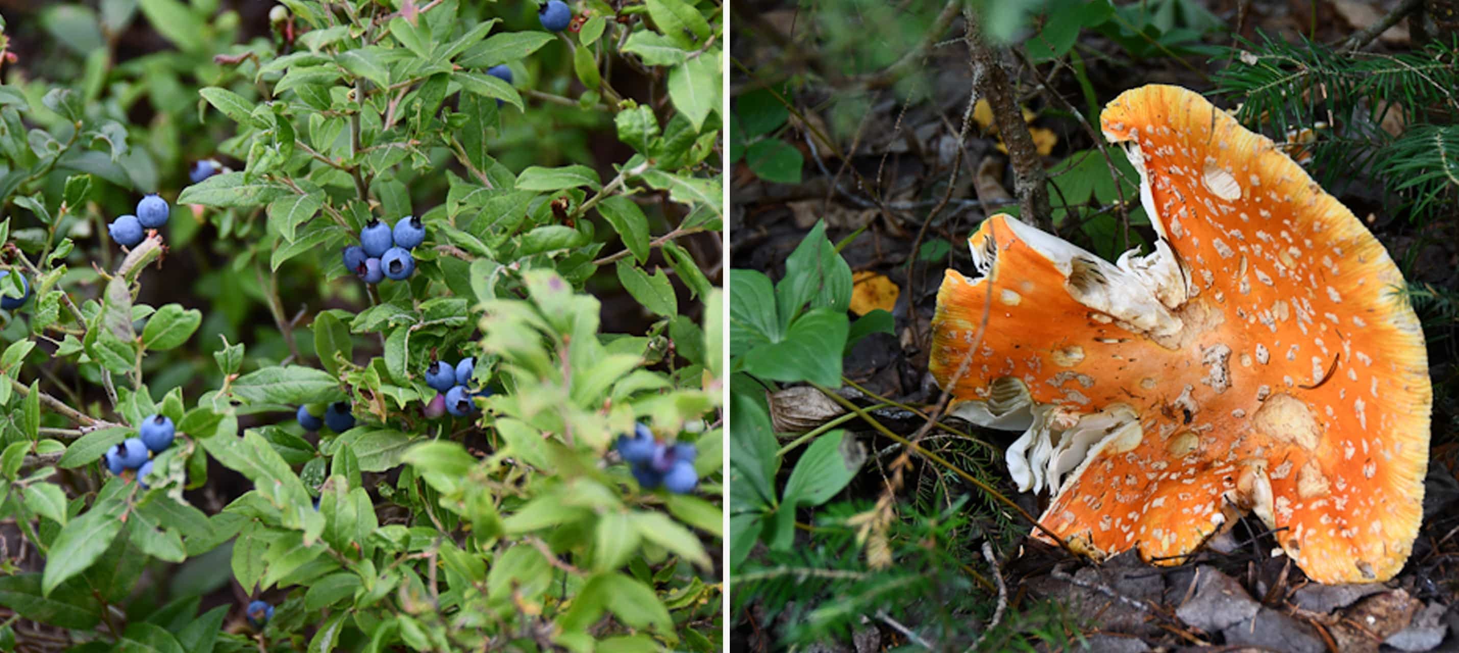 Crédit : Pourvoirie Monts-Valin Du Archer