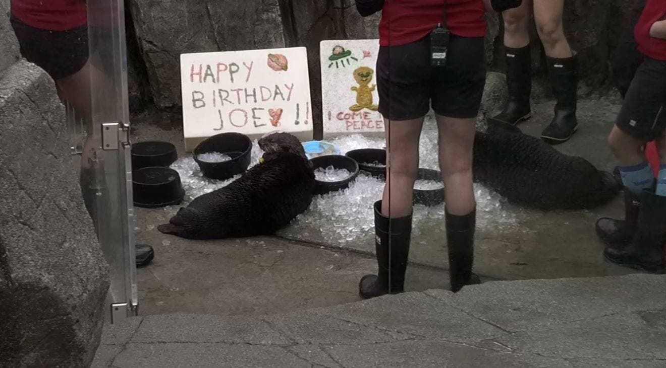 Capture d'écran Twitch.tv/MarineMammalRescue