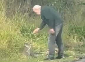 Un Australien de 82 ans gronde un koala après l'avoir sauvé au beau milieu d'une route.
