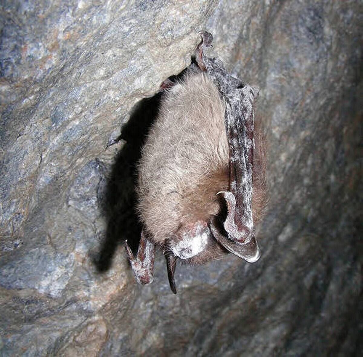 Une petite chauve-souris brune infectée par le syndrome du nez blanc.