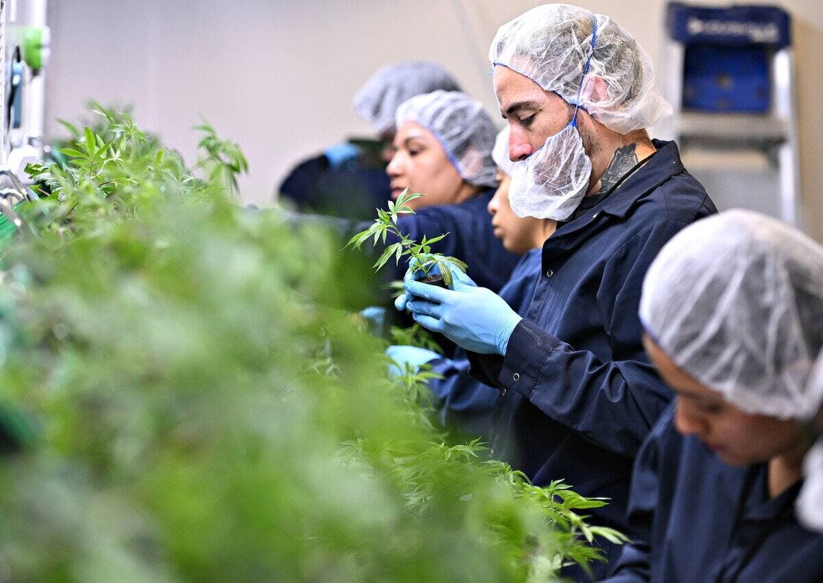 Située à Saint-Nicolas, Ono Cannabis emploie une quarantaine d'employés, dont une dizaine de travailleurs mexicains.