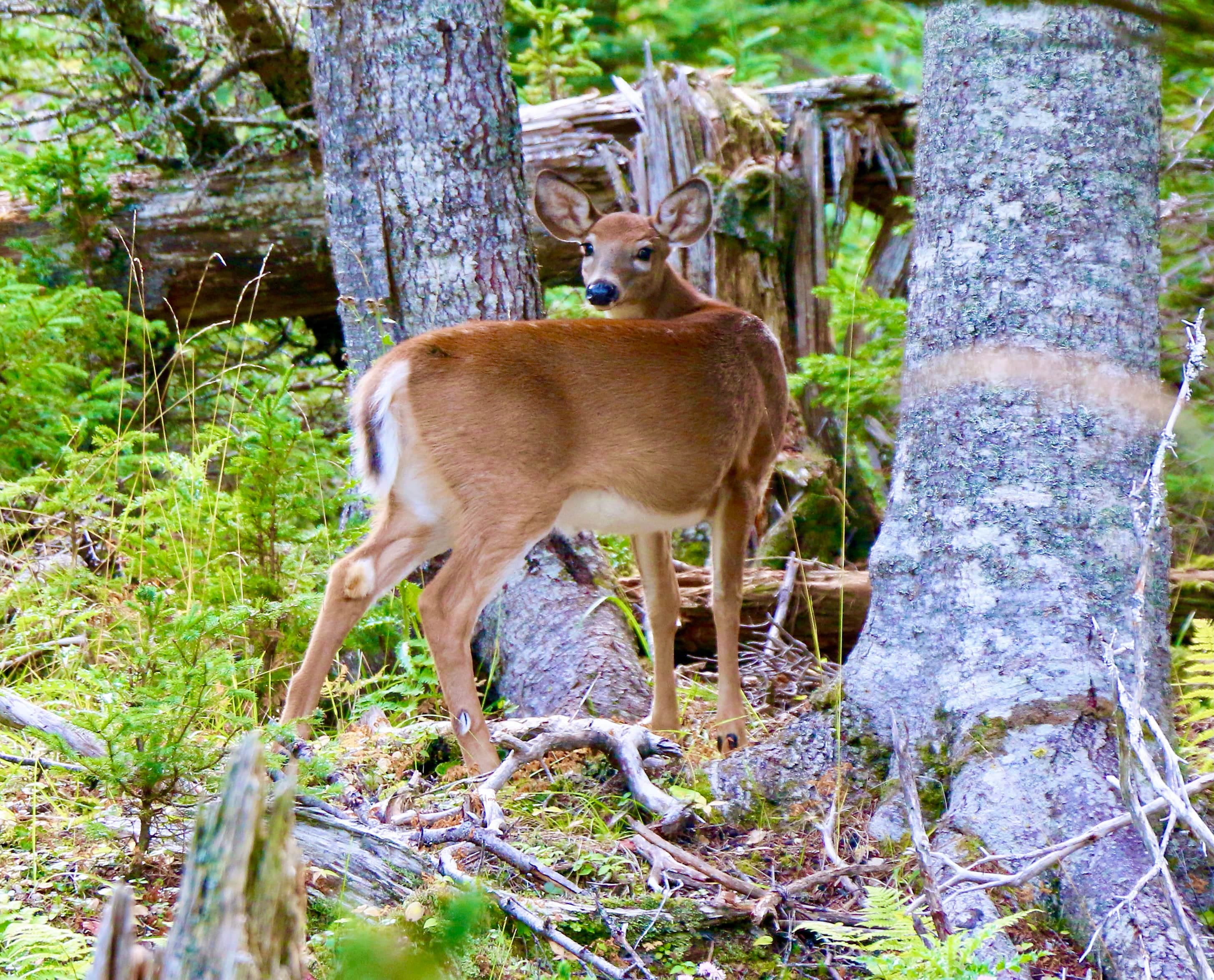 Si on veut assurer la relève et
protéger les populations de gros gibiers,
il faut protéger leurs habitats.
