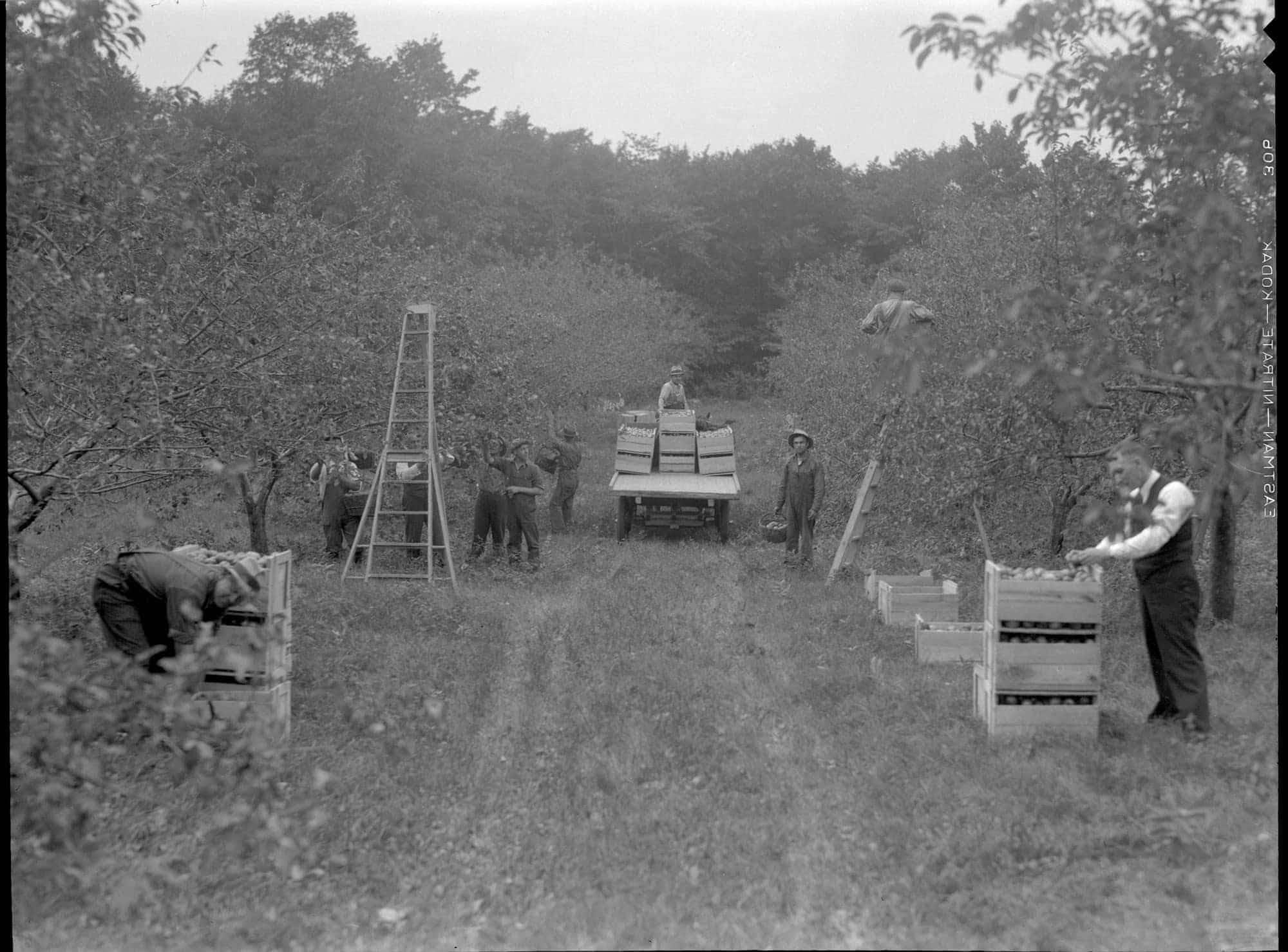 Cueillette de pommes à Québec, 1943