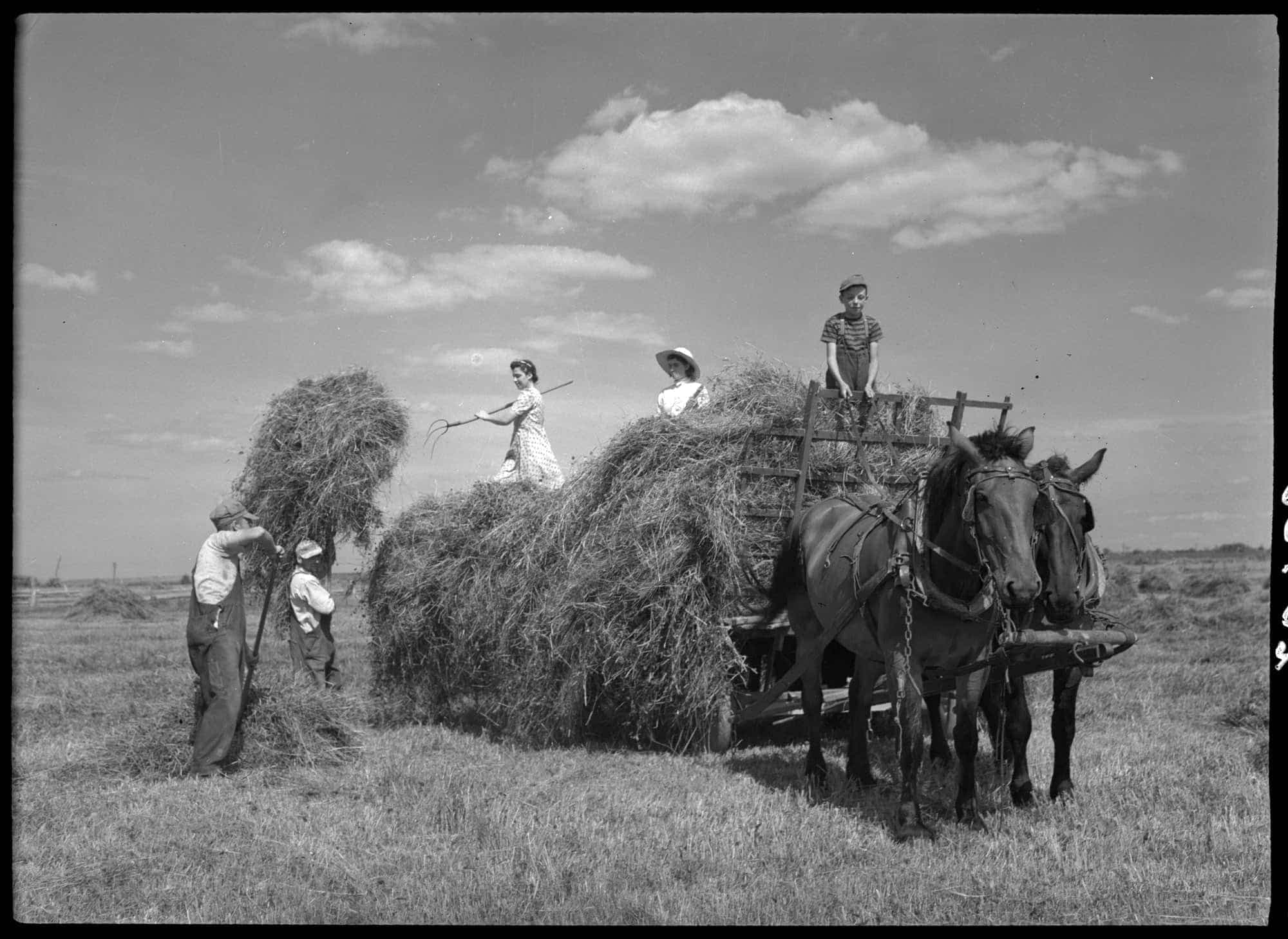 La fenaison et le chargement du foin, ferme de J. Bilodeau, Saint-Michel-de-Bellechasse, 1944