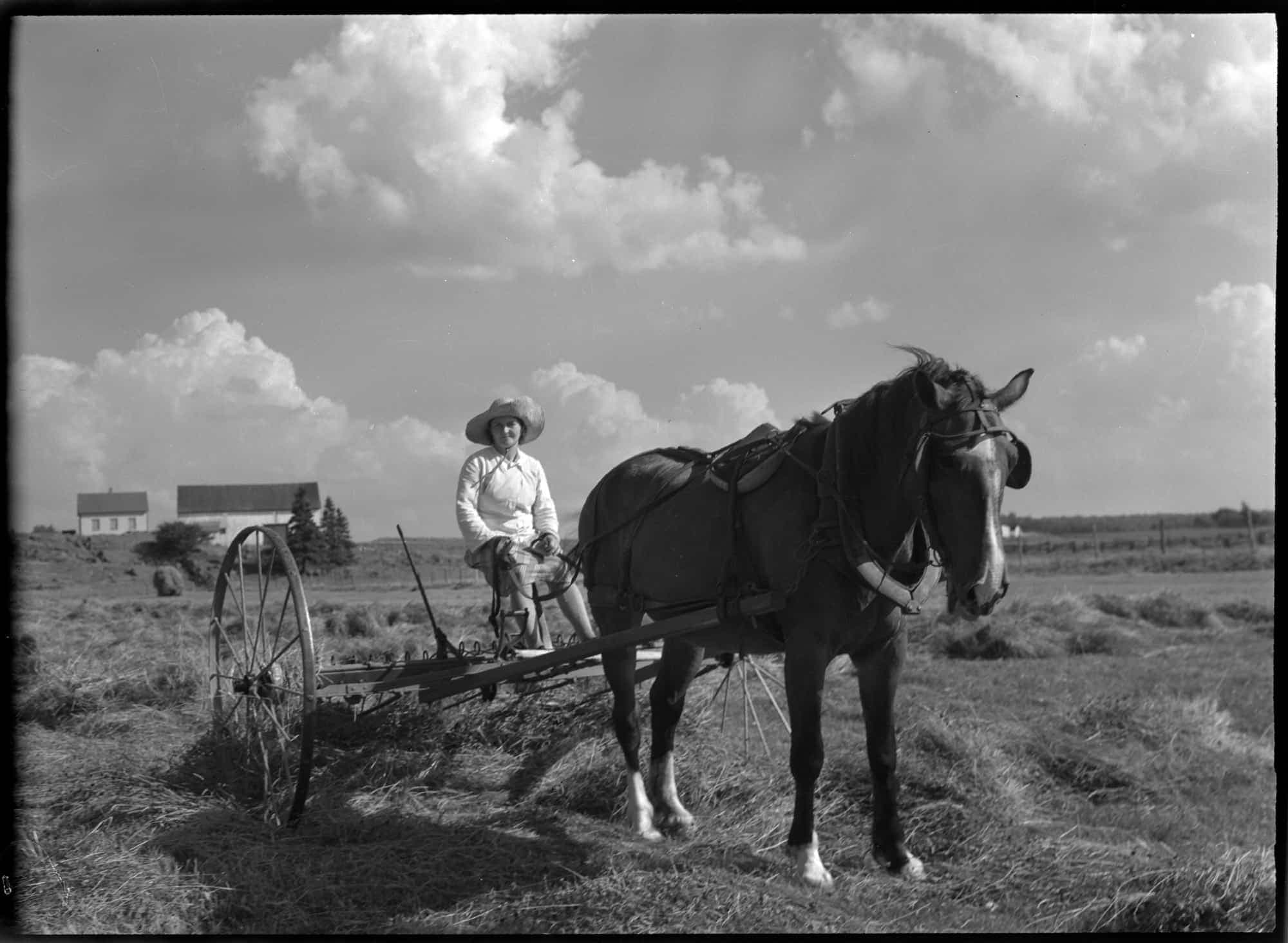 La fenaison, râtelage mécanique, Saint-Michel-de-Bellechasse, 1945
