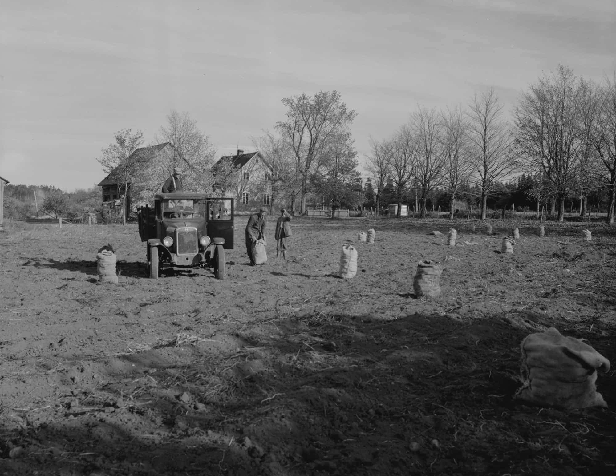 Récolte de pommes de terre à Saint-Nicolas, comté de Lévis, ferme de Benjamin Paquet, 1948