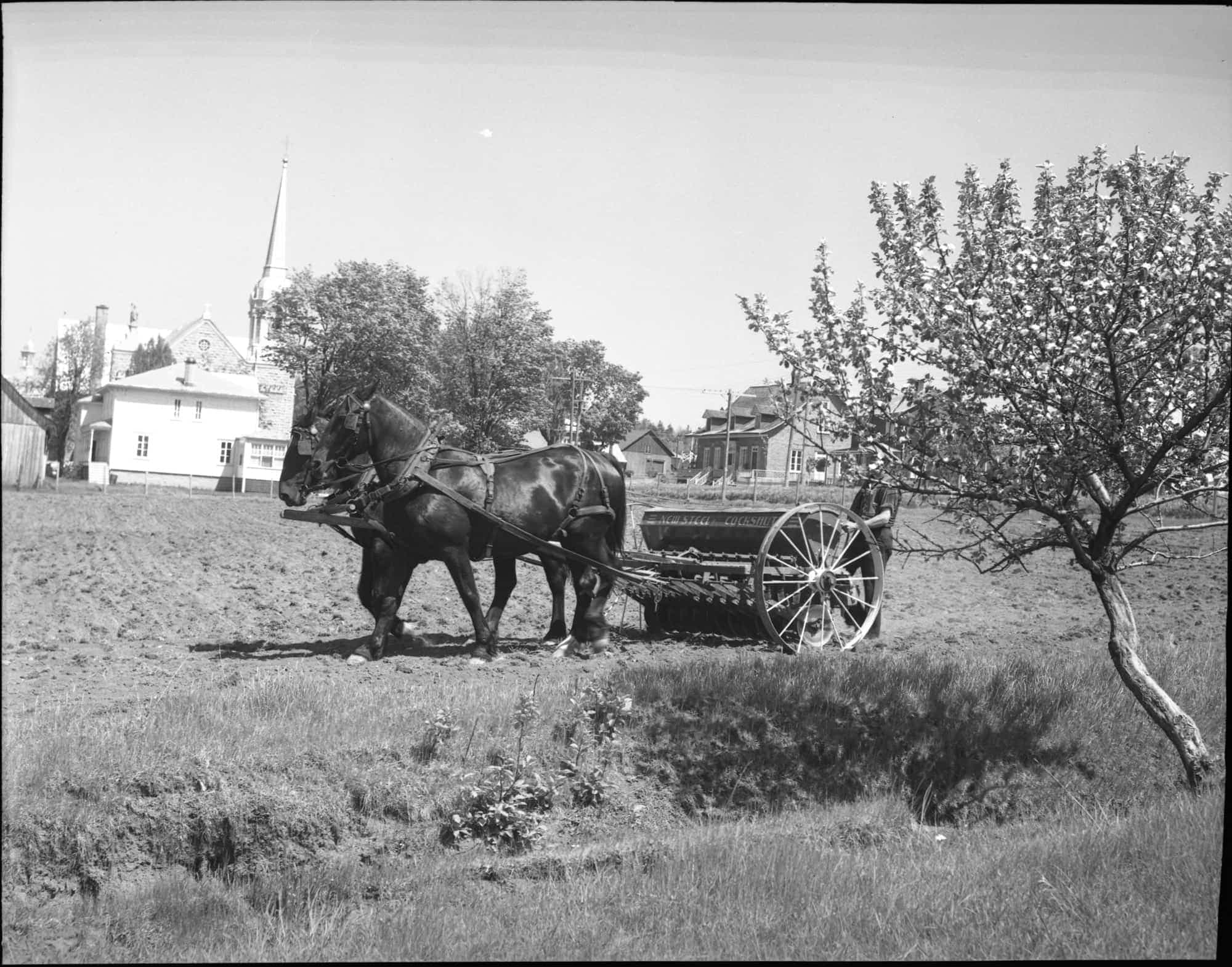 Les semailles, ferme de George Beaurivage, Saint-Nicolas, 1951