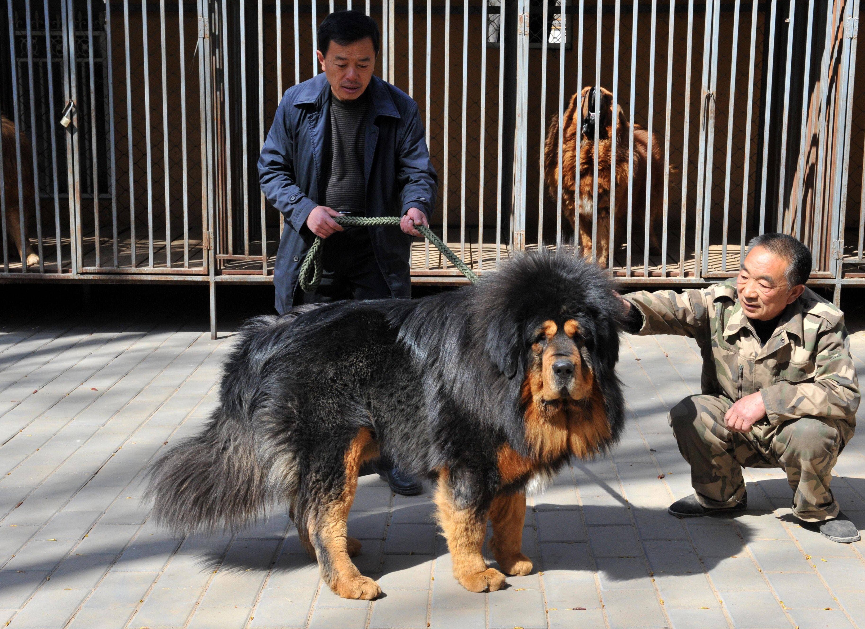 Ceci est un mastiff tibétain (mais pas celui de l'histoire).