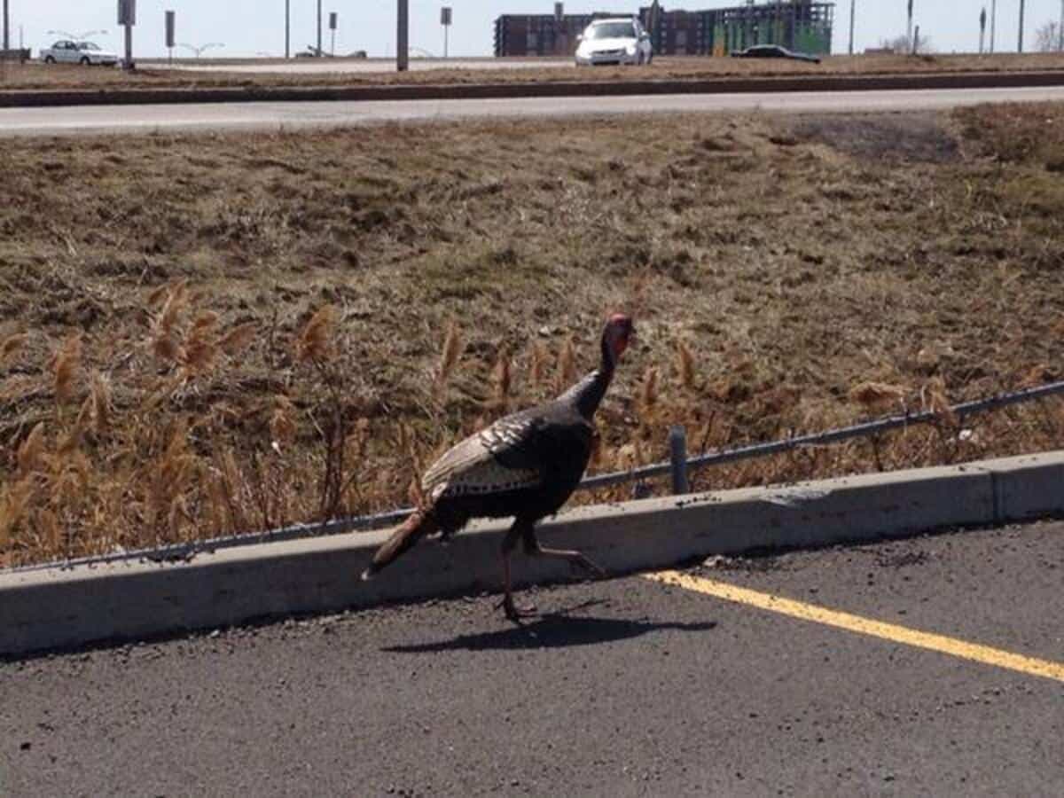 Les policiers de Laval ont été obligés de se rendre sur l'autoroute 440 ouest près de l'autoroute 19, le jeudi après-midi 17 avril 2014, pour une opération très délicate: récupérer des dindes sauvages dans un champ!
PHOTO COURTOISIE/SERVICE DE POLICE DE LAVAL