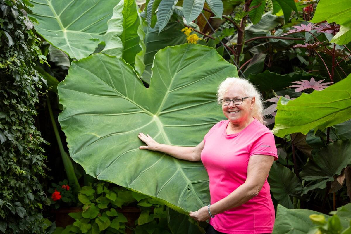 Lucie Hérard, une Montréalaise qui fait pousser des bananiers sur son terrain depuis 12 ans et qui veut maintenant passer le flambeau, a Montréal, samedi le 5 septembre 2020. Sur la photo : Lucie Hérard.
STEVE MADDEN/AGENCE QMI