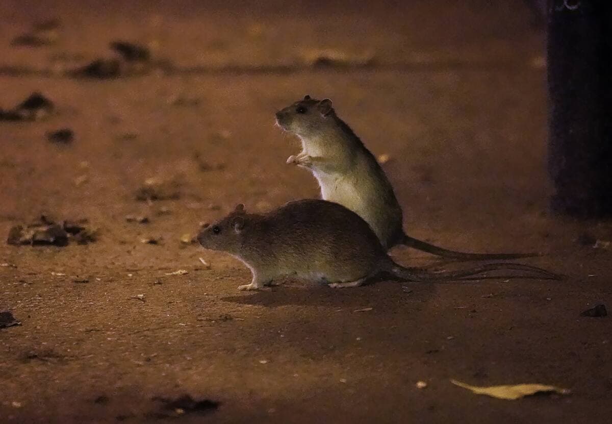 MARIO BEAUREGARD/AGENCE QMI