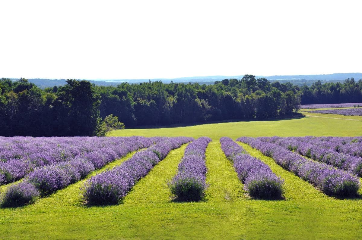 COURTOISIE/BLEU LAVANDE