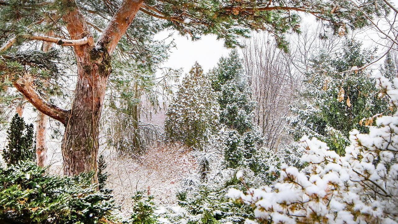 Les conifères sont assurément
les végétaux les plus décoratifs
durant la période hivernale.