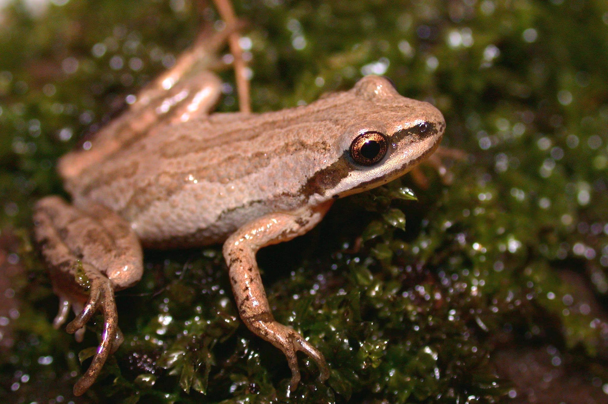 L’espèce en péril a perdu au moins 90 % de son aire de vie en Montérégie.