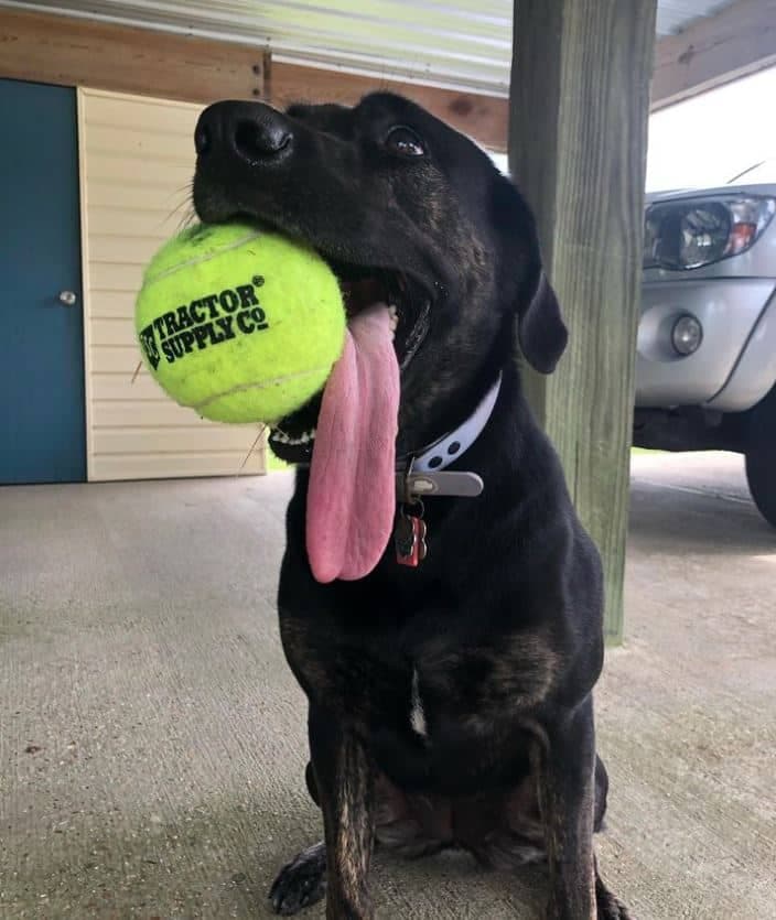 Photo tirée d'Instagram | big_blep_zoey