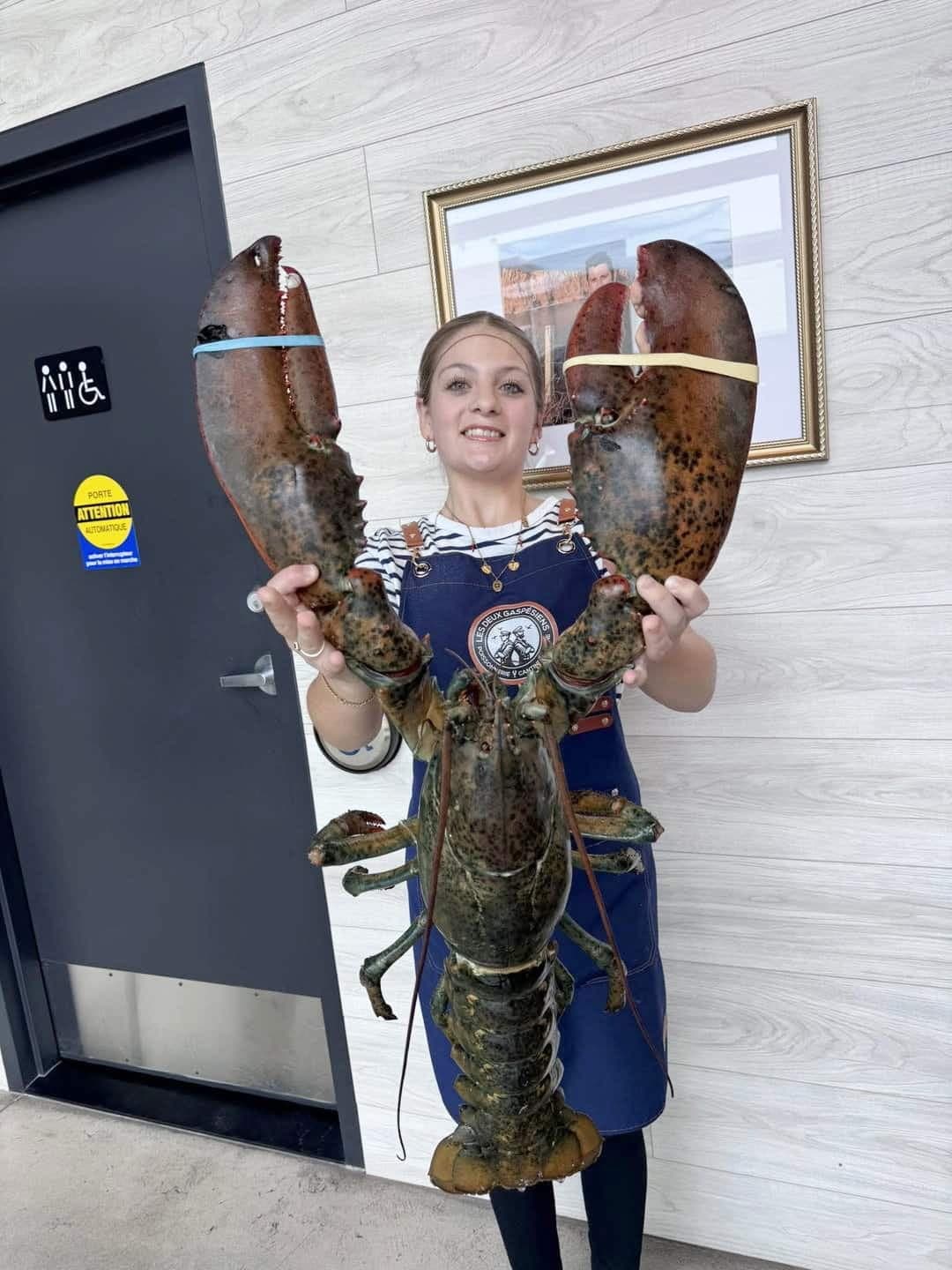 Maélie Côté tient Esdras, un homard de 12,34 lb, reçu à la poissonnerie Les Deux Gaspésiens, à Mirabel, le 5 août 2025.