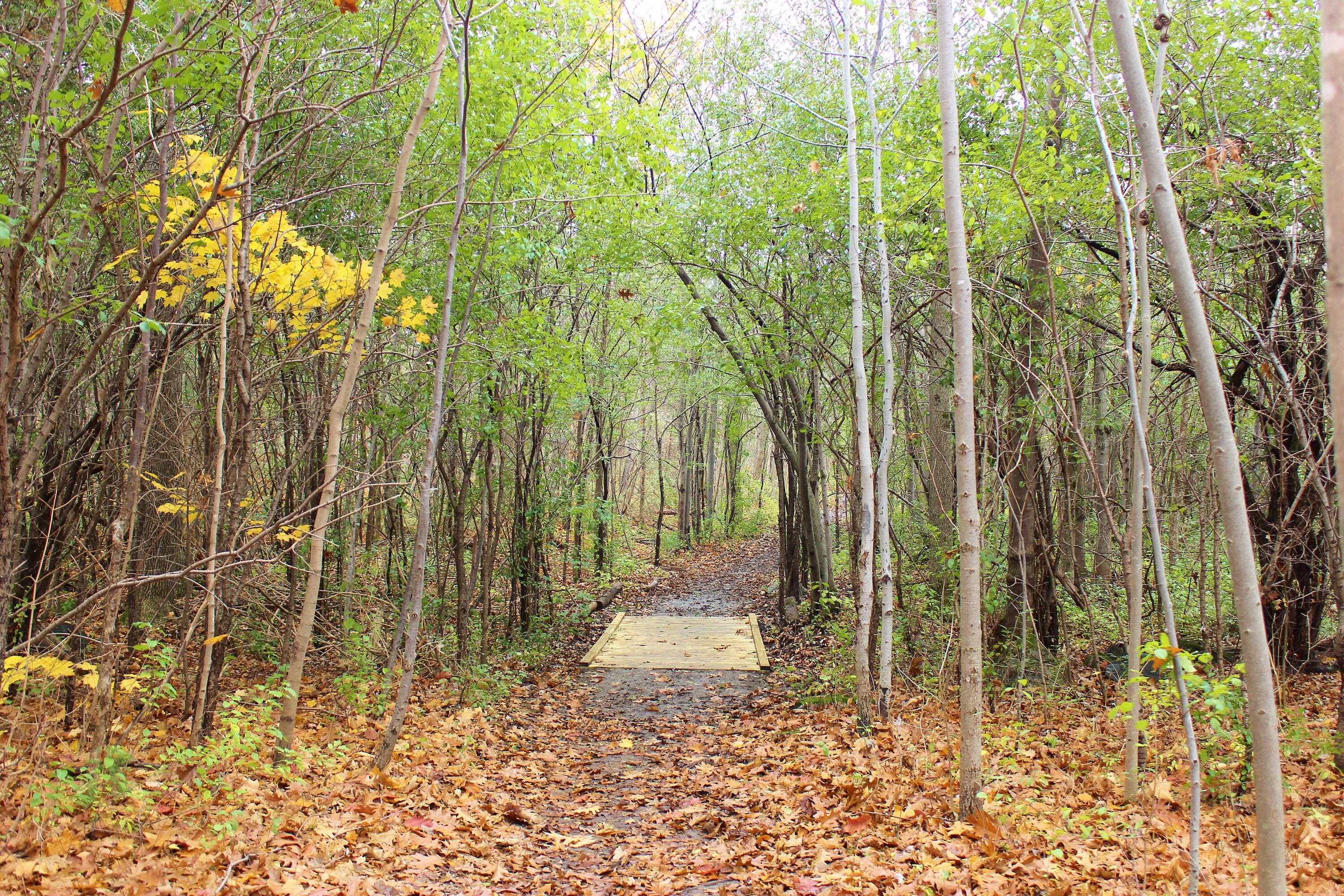Le boisé de l’Équerre, à Laval, est considéré comme protégé par la Ville, mais pas par le ministère de l’Environnement.