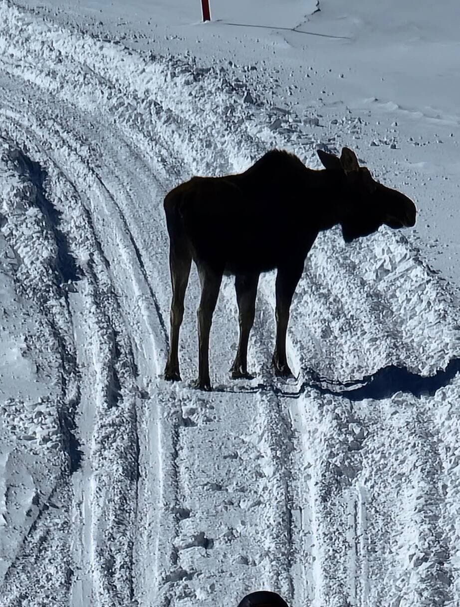 Les orignaux sur les pistes de motoneige constituent un danger en cet hiver neigeux.